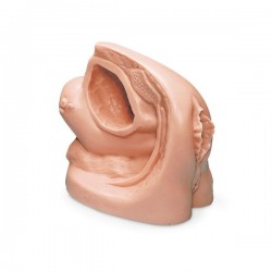 Katheterisatie Model Vrouw