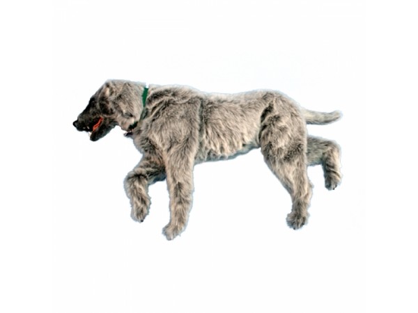 Oefenmodel Positionering Hond