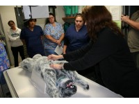 Oefenmodel Positionering Hond