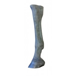 Palpatie & Radiologie Paardenbeen