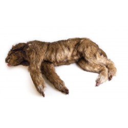 Positioneringshond Rocky