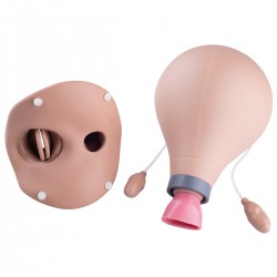 Postpartum Baarmoeder