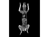 Simulatiemodel Hond voor CT- en Röntgenscans
