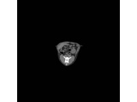 Simulatiemodel Hond voor CT- en Röntgenscans