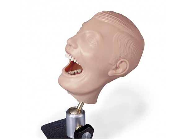 Tandheelkundig Trainingsmodel Tandheelkundig Trainingsmodel