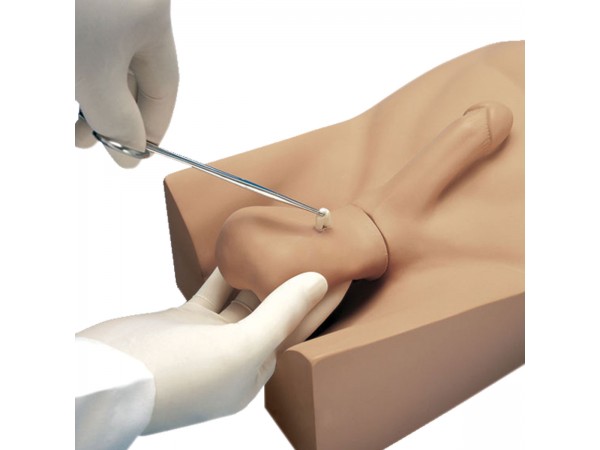 Vasectomie Model Vasectomie Model