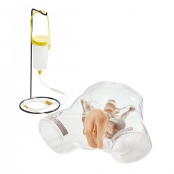 Transparant Vrouwelijk Katheter Model