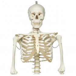 Skelet fysiologisch model