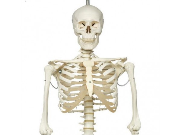 Skelet fysiologisch model