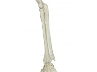 Skelet fysiologisch model
