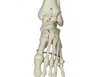 Skelet fysiologisch model