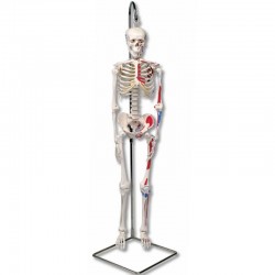geavanceerd 80cm skelet, hangend & spieraanduidingen