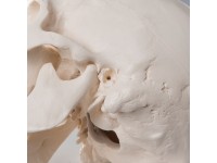 Standaard schedel, 3-delig