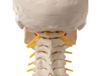 Schedel op cervicale wervelkolom