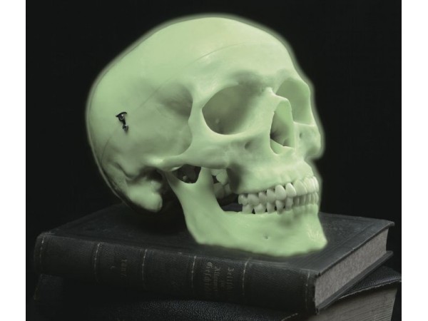 "Glow in the dark" schedel