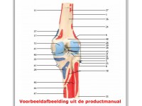 Kniegewricht met spieren