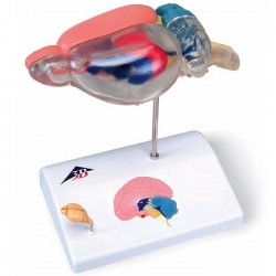 model Rat-Hersenen, vergelijkende anatomie model Rat-Hersenen, vergelijkende anatomie
