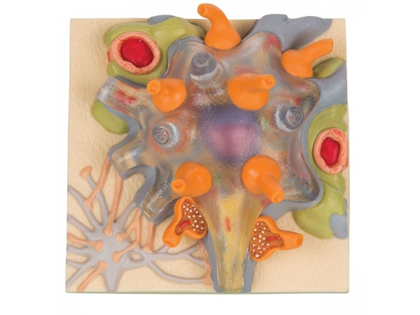 Neuron cellichaam
