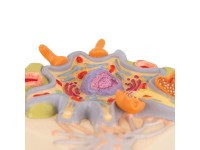 Neuron cellichaam