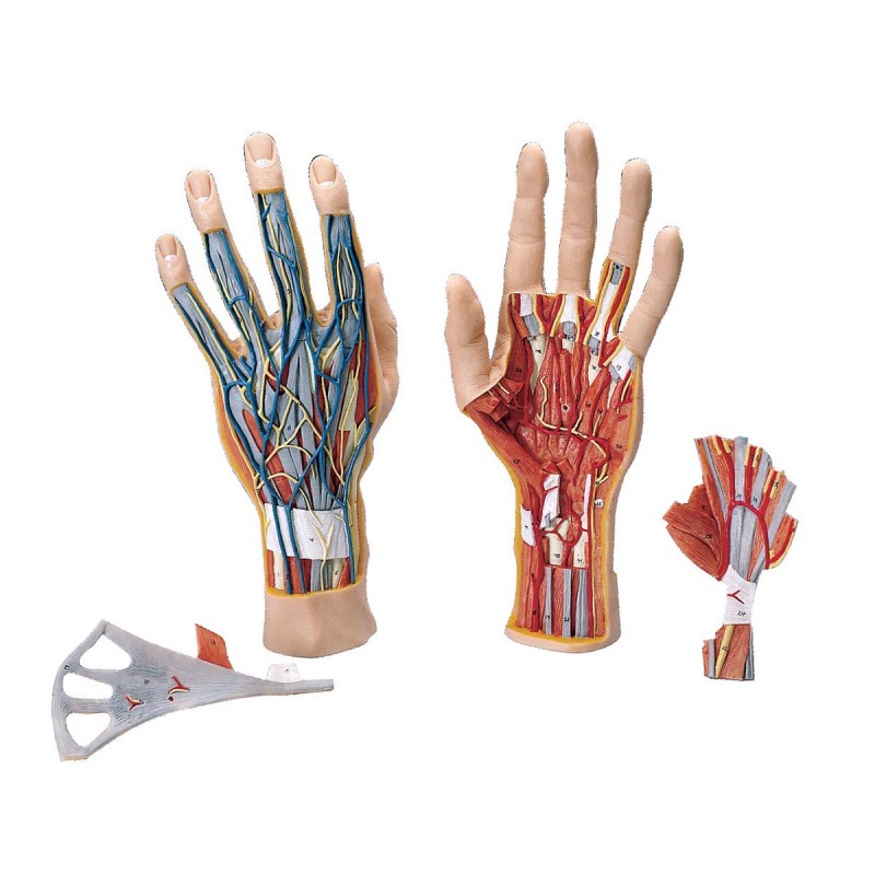 Interne anatomie van de hand