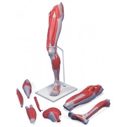 Anatomie model van de beenspieren, 7-delig