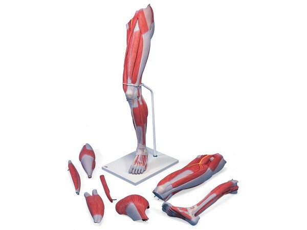 Anatomie model van de beenspieren, 7-delig