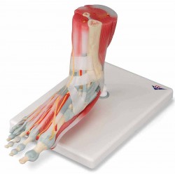 Voetskelet met ligamenten en spieren Voetskelet met ligamenten en spieren