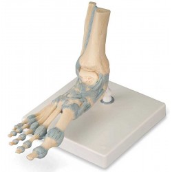 Voetskelet met ligamenten