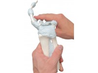 Hand skelet met elastische ligamenten