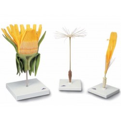 Paardenbloem (Taraxum officinale)