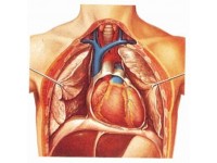 The heart I, anatomy wandplaat