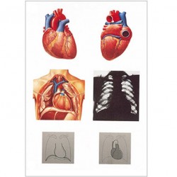 The heart I, anatomy wandplaat