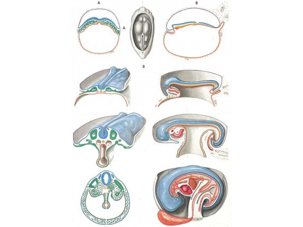 Embryology II