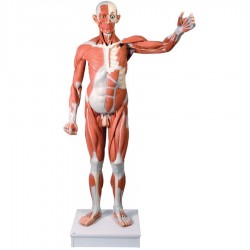 Spierenmodel, ware grootte, 37-delig