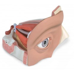 Oog, 5x vergroot, 11-delig