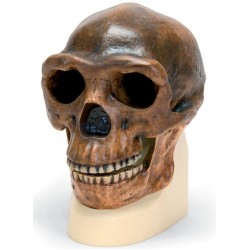 Antropologische schedel Sinanthropus Antropologische schedel Sinanthropus