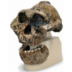 Antropologische Schedel KNM-ER 406, Omo L. 7a-125 Antropologische Schedel KNM-ER 406, Omo L. 7a-125
