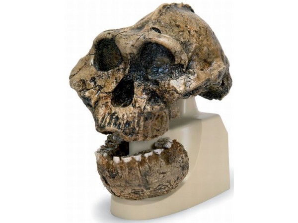 Antropologische Schedel KNM-ER 406, Omo L. 7a-125