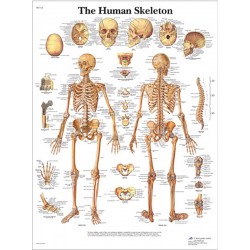Anatomie Poster Skelet, papier Anatomie Poster Skelet, papier