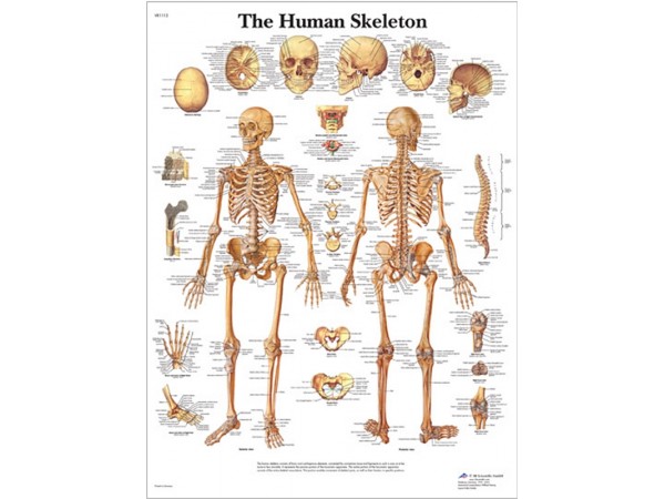 Anatomie Poster Skelet, papier
