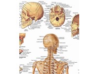 Anatomie Poster Skelet, gelamineerd