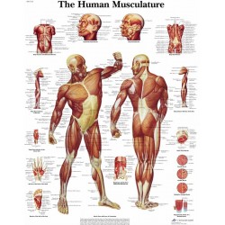 Anatomie Poster Spierstelsel, gelamineerd Anatomie Poster Spierstelsel, gelamineerd