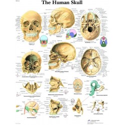 Anatomie Poster Schedel, gelamineerd
