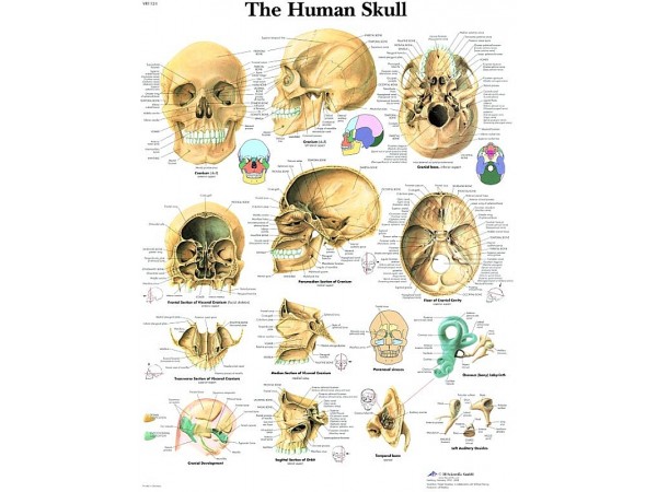 Anatomie Poster Schedel, gelamineerd