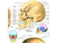 Anatomie Poster Schedel, gelamineerd