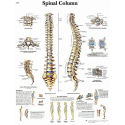 Anatomie Poster Wervelkolom, gelamineerd Anatomie Poster Wervelkolom, gelamineerd