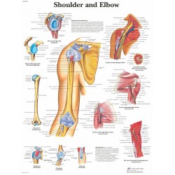 Anatomie Poster Schouder en Elleboog, papier Anatomie Poster Schouder en Elleboog, papier