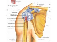 Anatomie Poster Schouder en Elleboog, gelamineerd
