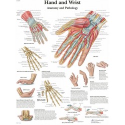 Anatomie Poster Hand en Pols, papier Anatomie Poster Hand en Pols, papier