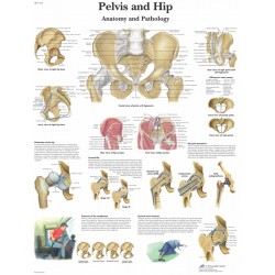 Anatomie Poster Heup en Bekken, papier Anatomie Poster Heup en Bekken, papier